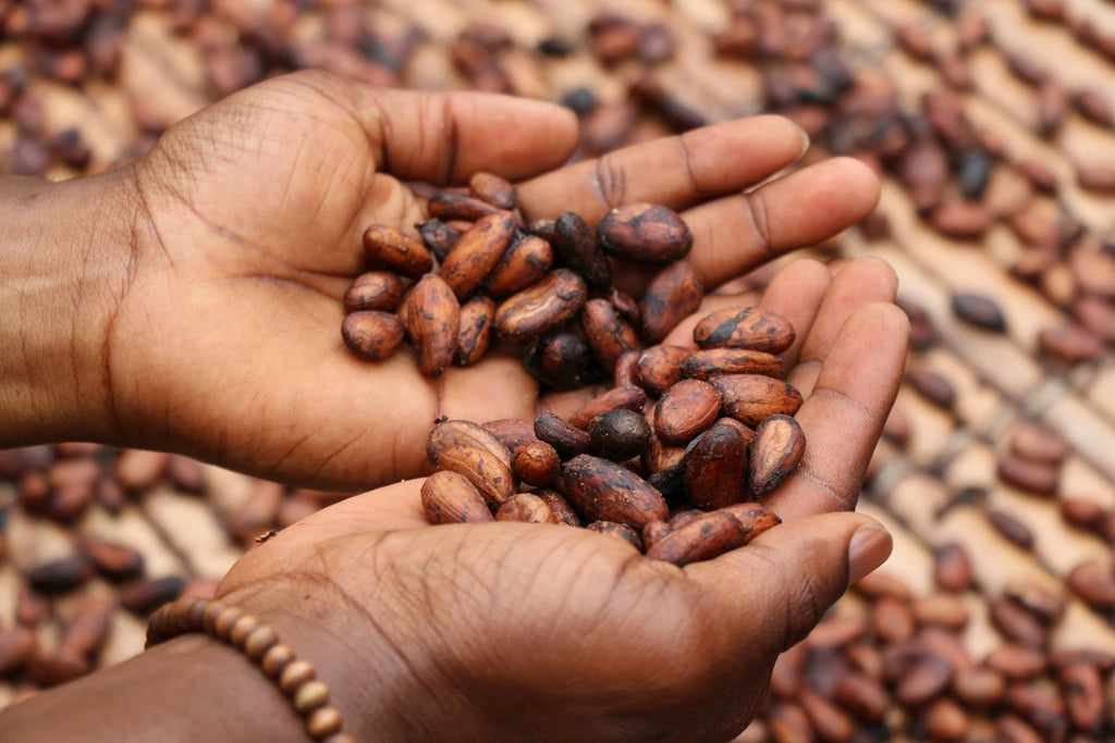 Rwandan Coffee Nibs